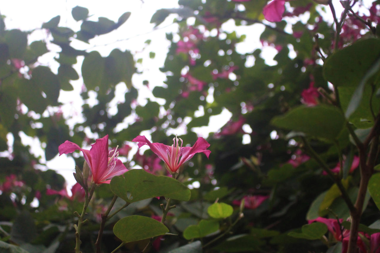 Nhiều khoảnh trời Hà Nội rạo rực màu tím hoa ban